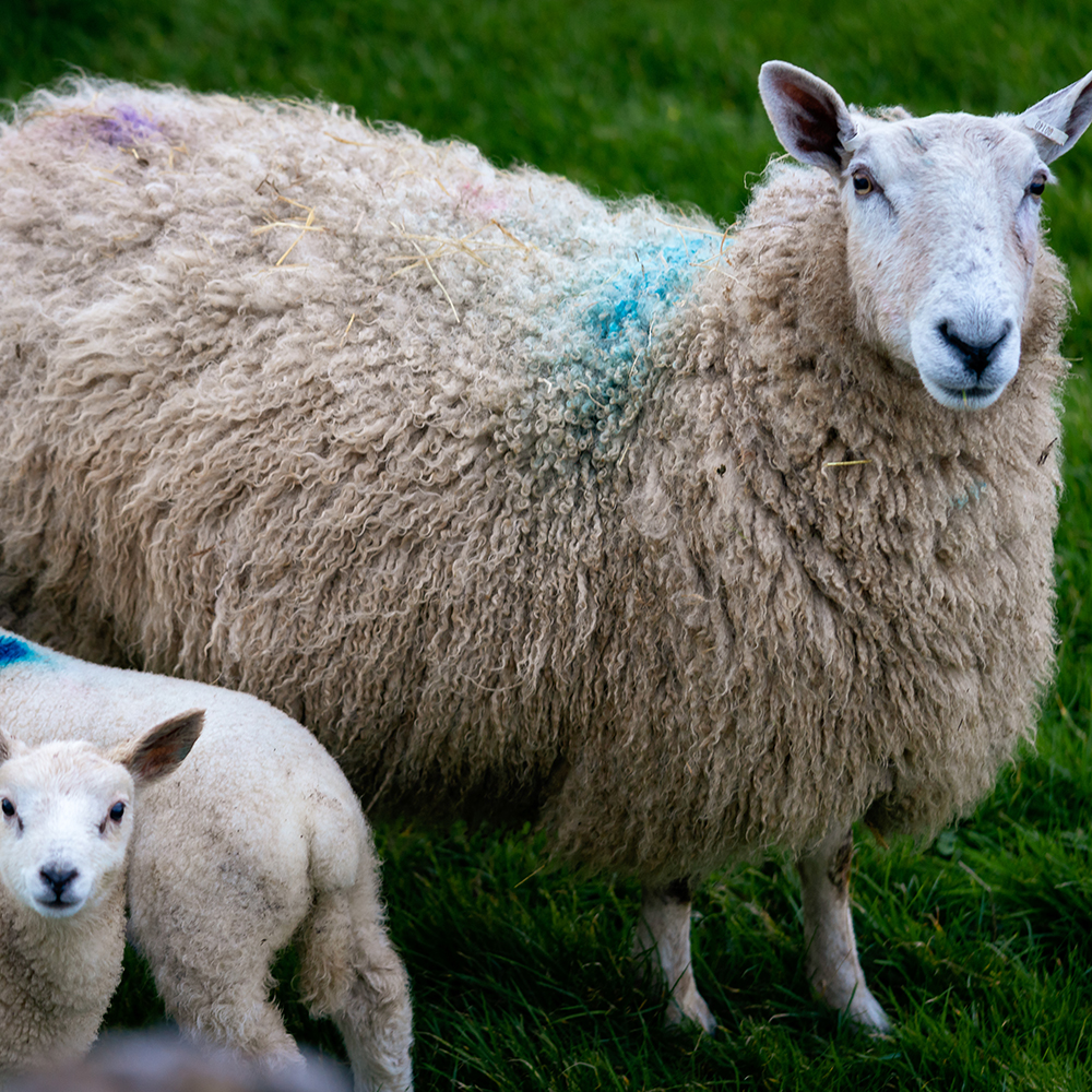 Sheep Livestock