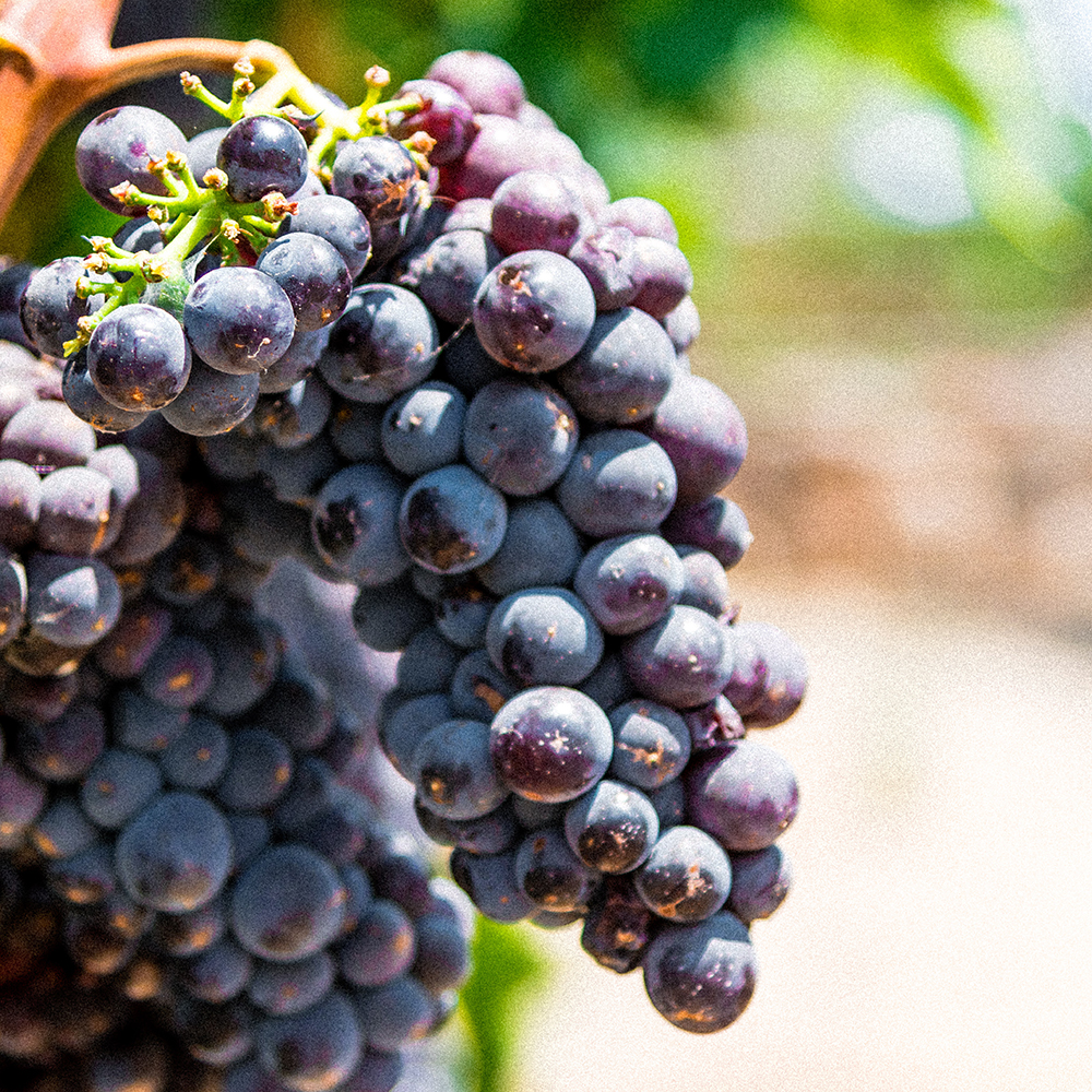 hari nandakumar grapes